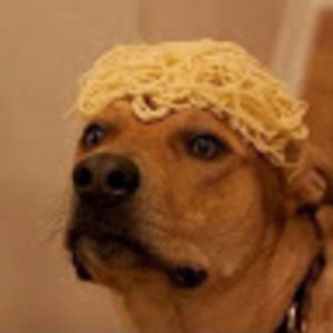 Meet your Posher, Rocco